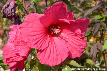 Hibiscus Summerific 'Sultry Kiss' (Hibiskus bagienny)  - C5