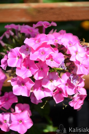Phlox paniculata 'Sweet Summer Compact Rose' (Floks wiechowaty)  - C2