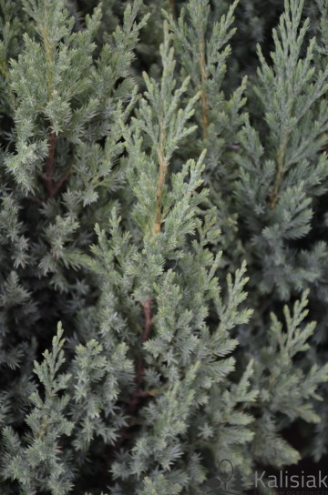 Juniperus chinensis 'Stricta' (Jałowiec chiński)  - C3