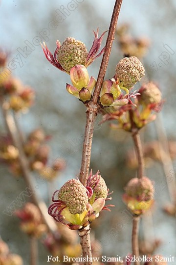 Sambucus racemosa 'Plumosa Aurea'