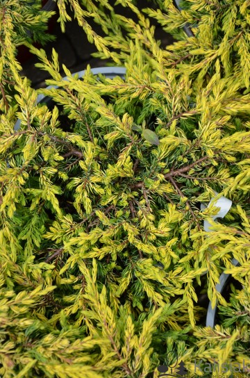 Juniperus communis 'Goldschatz' (Jałowiec pospolity)  - C3