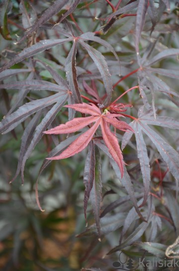 Acer palmatum 'Peve Dave' (Klon palmowy)  - C5 bonsai