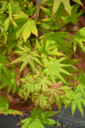 Acer shirasawanum 'Autumn Moon' (Klon Shirasawy)  - C5 bonsai