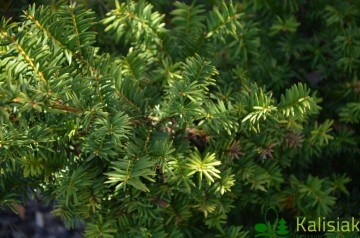Taxus cuspidata 'Aurescens'