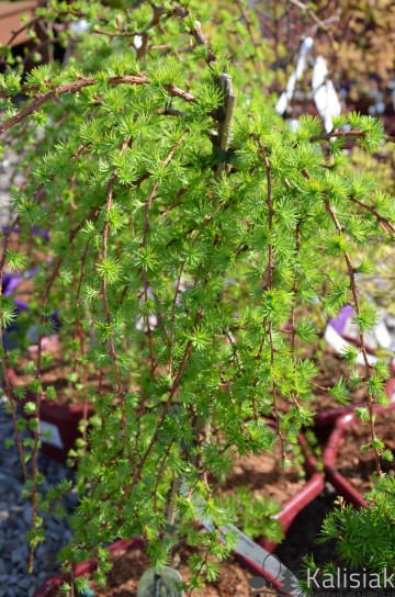 Larix kaempferi ’Stiff Weeper' (Modrzew japoński)  - C5 bonsai