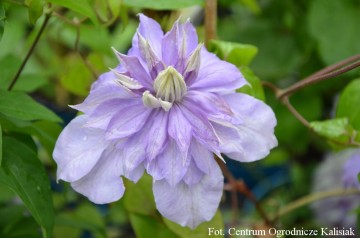 Clematis 'Countess of Lovelace'