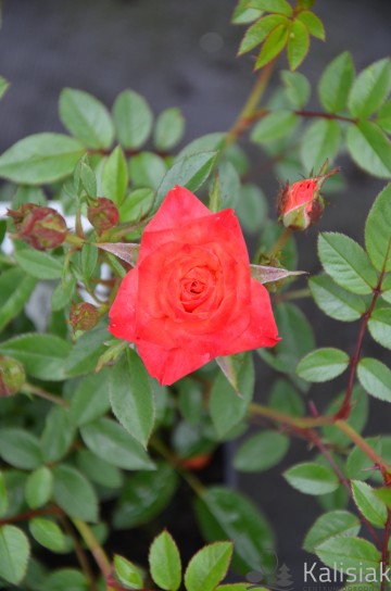 Rosa 'Miniature Orange' (Róża okrywowa)  - C1,5