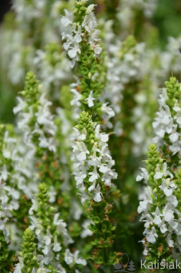 Salvia nemorosa 'Merleau White' (Szałwia omszona)  - C2
