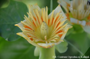 Liriodendron tulipifera (Tulipanowiec amerykański)  - C5