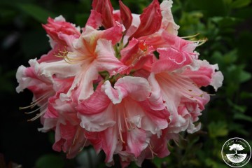 Rhododendron 'Painted Lady' (Azalia wielkokwiatowa)  - C4