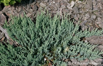 Juniperus horizontalis 'Blue Chip' (Jałowiec płożący)  - C3
