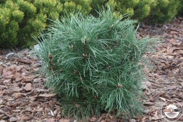 Pinus nigra 'Globosa' (Sosna czarna)  - C5