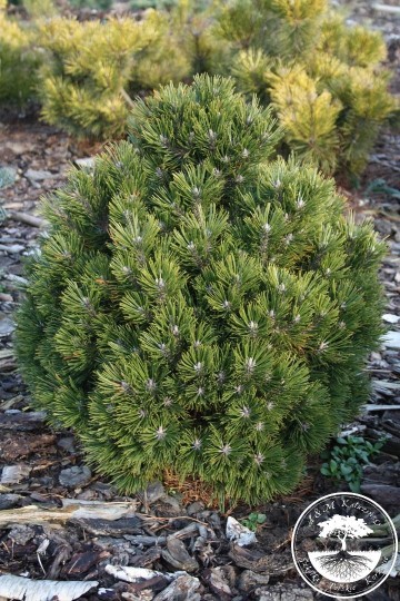 Pinus mugo 'Leuco-like' (Sosna kosodrzewina)  - C5