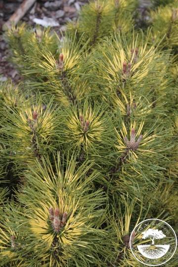 Pinus mugo 'Sunshine' (Sosna kosodrzewina)  - C5