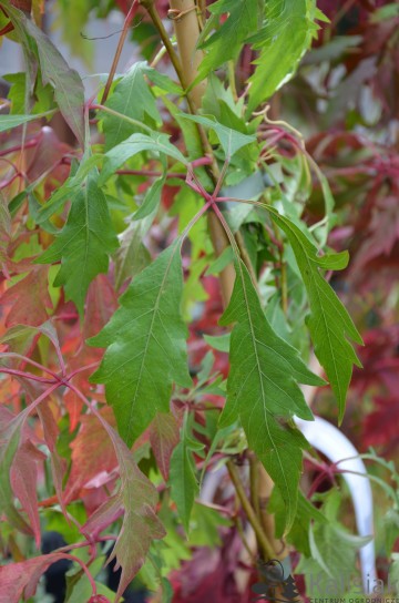Parthenocissus quinquefolia 'Kirigami' (Winobluszcz pięciolistkowy)  - C5