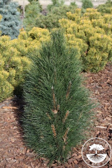 Pinus nigra 'Zimmer' (Sosna czarna)  - C5