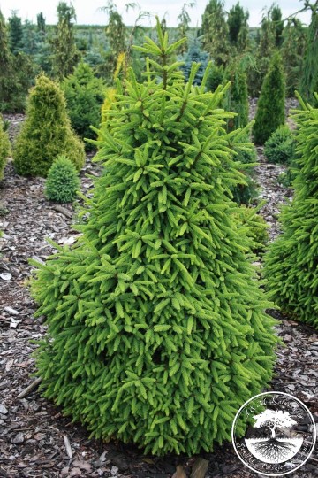Picea abies 'Compacta' (Świerk pospolity)  - C3