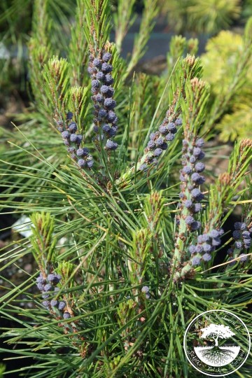 Pinus densiflora 'Henry Bud' (Sosna gęstokwiatowa)  - C4