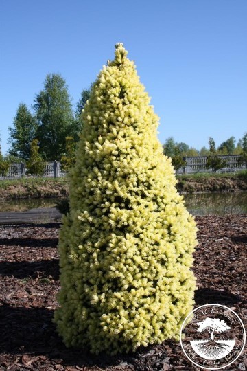 Picea glauca 'Maigold' (Świerk biały)  - C3