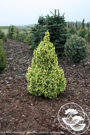 Picea glauca 'Starlight' (Świerk biały)  - C3