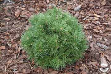 Pinus sylvestris 'Pelczar' (Sosna pospolita)  - C5