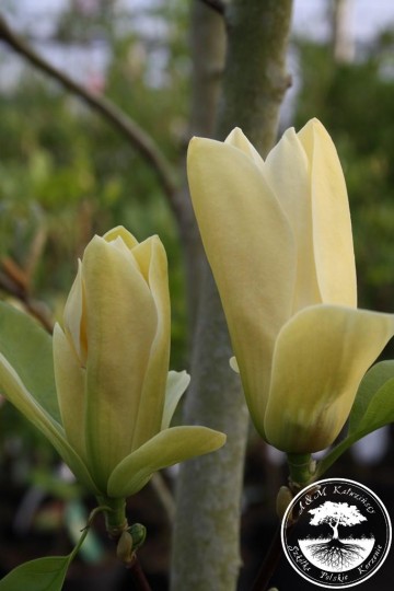 Magnolia 'Daphne' (Magnolia)  - C7,5
