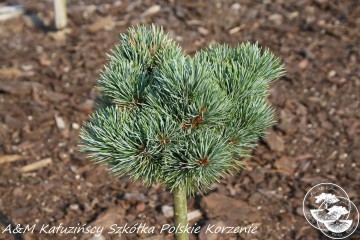Pinus parviflora 'Bunty' (Sosna drobnokwiatowa)  - C5 PA