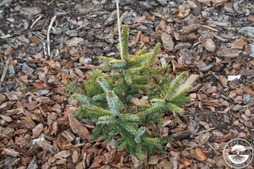 Picea omorika 'Aurea' (Świerk serbski)  - C5