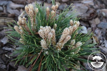 Pinus mugo 'Ofenpass' (Sosna kosodrzewina)  - C5