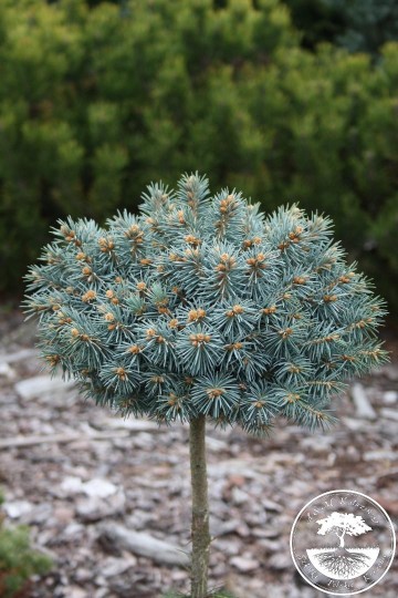 Picea pungens 'Blue Ball' (Świerk kłujący)  - C5 PA
