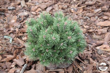 Pinus mugo 'Humpy' (Sosna kosodrzewina)  - C2