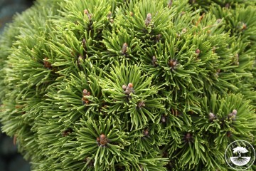 Pinus mugo 'Kleiner Wimbachii' (Sosna kosodrzewina)  - C5
