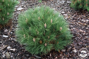 Pinus nigra 'NDR' (Sosna czarna)  - C5