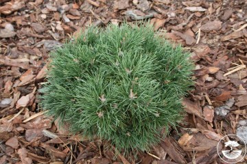 Pinus sylvestris 'Minima' (Sosna pospolita)  - C5