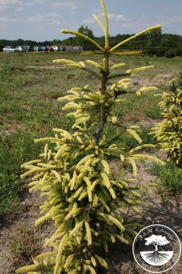 Picea abies 'Finedonensis' (Świerk pospolity)  - C5