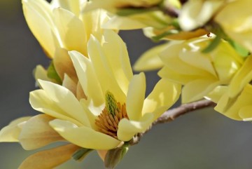 Magnolia 'Butterflies' (Magnolia)  - C5