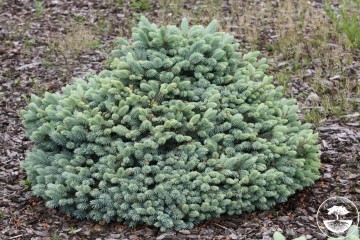 Picea pungens 'Glauca Compacta' (Świerk kłujący)  - C5