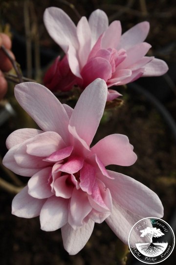 Magnolia loebneri 'Raspberry Fun' (Magnolia Loebnera)  - P16
