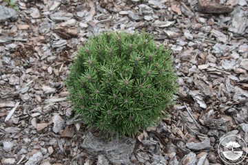 Pinus mugo 'Radka' (Sosna kosodrzewina)  - C5