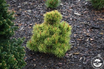 Pinus mugo 'Wintersonne' (Sosna kosodrzewina)  - C5
