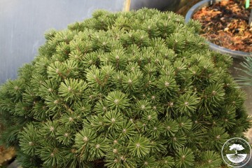 Pinus mugo 'Saturn' (Sosna kosodrzewina)  - C5