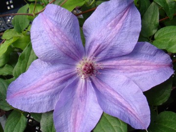 Clematis 'Minister'