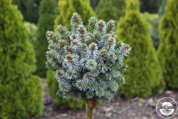 Picea sitchensis 'Gelert' (Świerk sitkajski)  - C5 PA