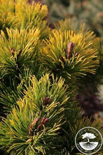 Pinus mugo 'Little Goldstar' (Sosna kosodrzewina)  - C5 PA