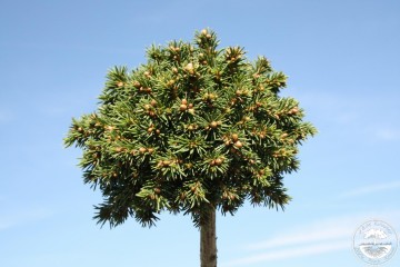 Picea abies 'Pygmaea Hauenstein' (Świerk pospolity)  - C7,5 PA