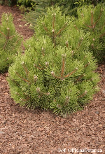 Pinus nigra 'Hornibrookiana' (Sosna czarna)  - C5
