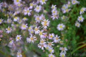 Aster ericoides 'Pink Cloud' (Aster wrzosolistny)  - C2