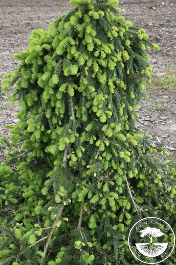 Picea abies 'Inversa' (Świerk pospolity)  - C5