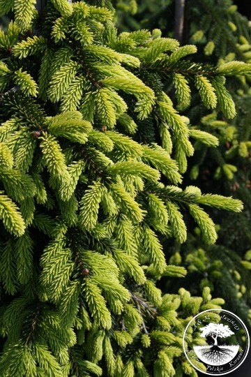 Picea orientalis 'Aureospicata' (Świerk kaukaski)  - C5