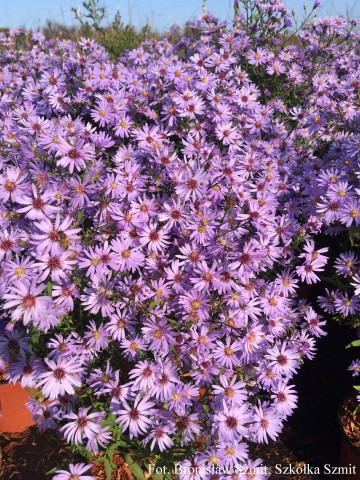 Aster 'Little Prince' (Aster)  - C2